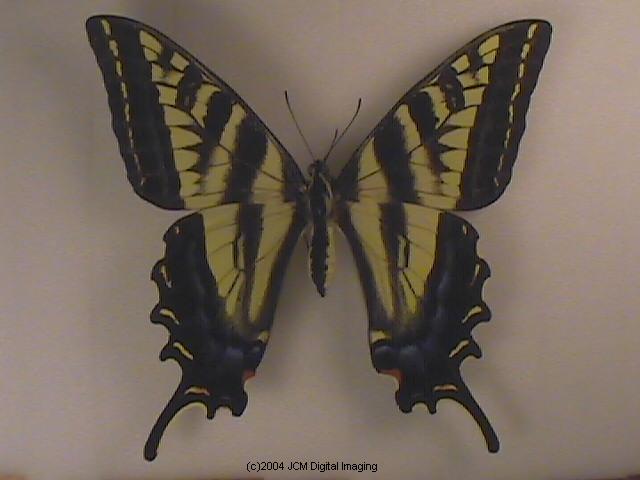 Papilio eurymedon (Pale Tiger Swallowtail) images from JCMDI