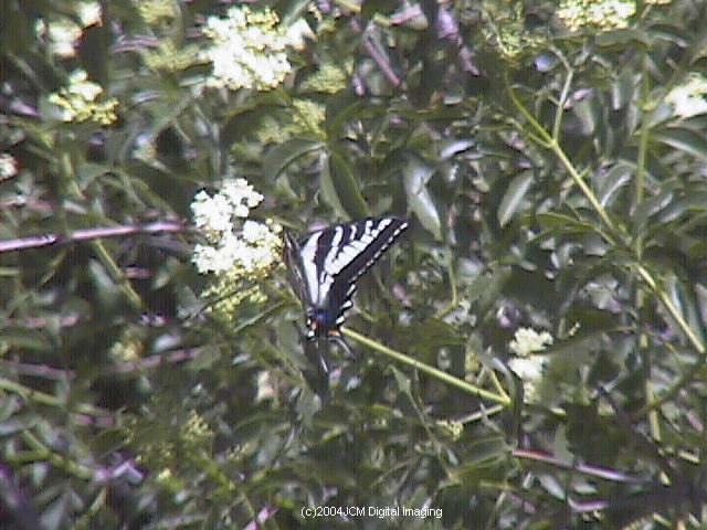 Papilio eurymedon (Pale Tiger Swallowtail) images from JCMDI