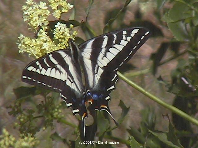 Papilio eurymedon (Pale Tiger Swallowtail) images from JCMDI