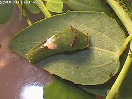 Papilio eurymedon (Pale Tiger Swallowtail) images from JCMDI