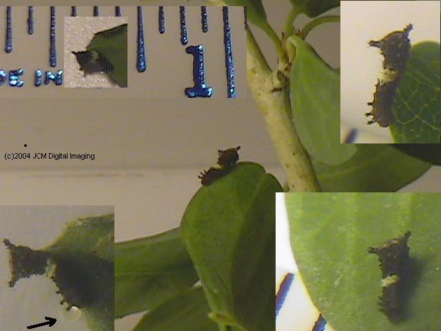 Papilio eurymedon (Pale Tiger Swallowtail) images from JCMDI