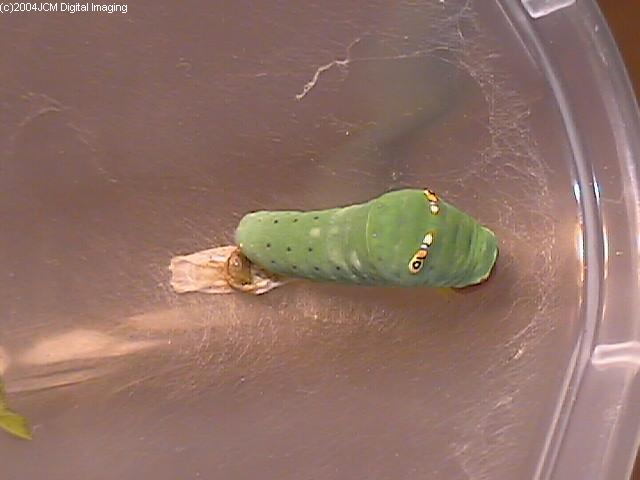 Papilio eurymedon (Pale Tiger Swallowtail) images from JCMDI