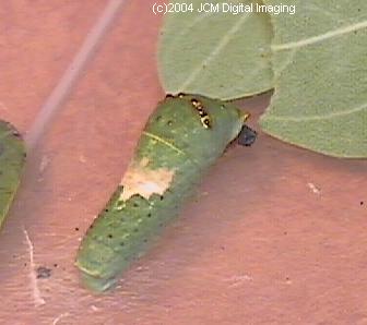 Papilio eurymedon (Pale Tiger Swallowtail) images from JCMDI