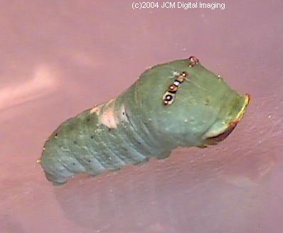Papilio eurymedon (Pale Tiger Swallowtail) images from JCMDI