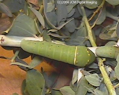Papilio eurymedon (Pale Tiger Swallowtail) images from JCMDI