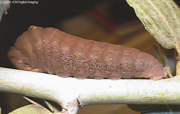 Papilio eurymedon (Pale Tiger Swallowtail) images from JCMDI
