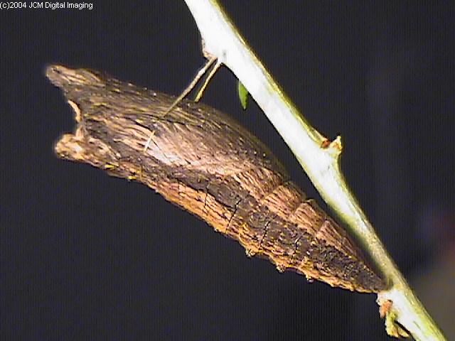 Papilio eurymedon (Pale Tiger Swallowtail) images from JCMDI