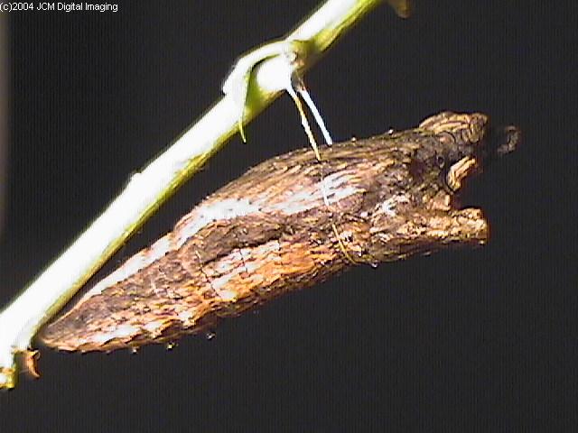 Papilio eurymedon (Pale Tiger Swallowtail) images from JCMDI
