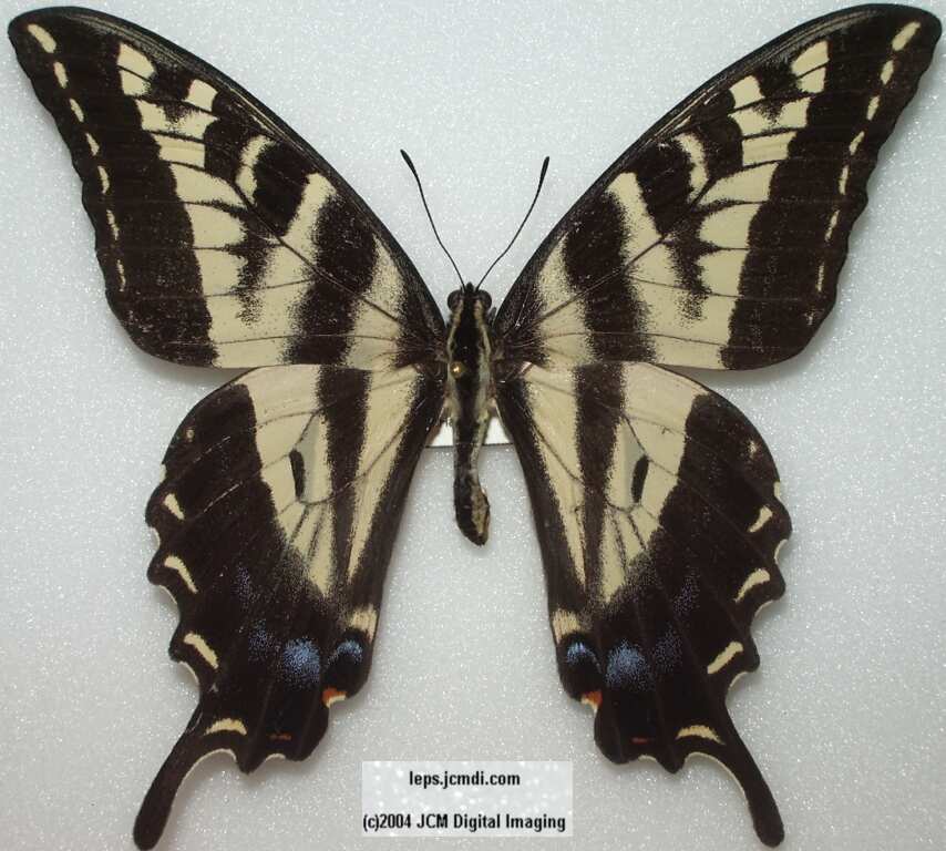 Papilio eurymedon (Pale Tiger Swallowtail) images from JCMDI
