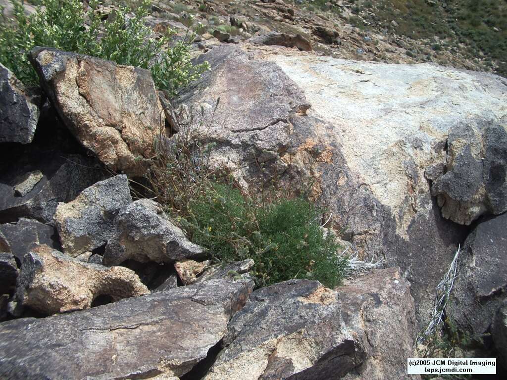 Papilio indra fordi (Ford's Indra Swallowtail Butterfly) images and rearing documentary