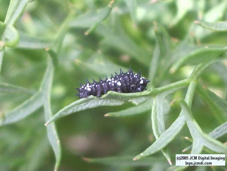 Papilio indra fordi (Ford's Indra Swallowtail Butterfly) images and rearing documentary