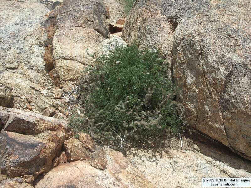 Papilio indra fordi (Ford's Indra Swallowtail Butterfly) images and rearing documentary