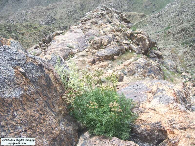 Papilio indra fordi (Ford's Indra Swallowtail Butterfly) images and rearing documentary