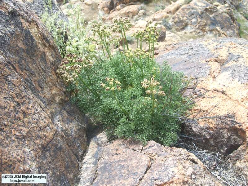 Papilio indra fordi (Ford's Indra Swallowtail Butterfly) images and rearing documentary
