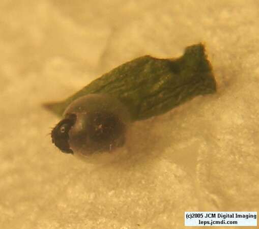 Papilio indra fordi (Ford's Indra Swallowtail Butterfly) images and rearing documentary