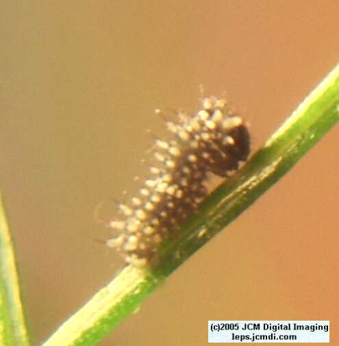 Papilio indra fordi (Ford's Indra Swallowtail Butterfly) images and rearing documentary
