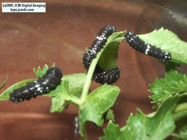 Papilio indra fordi (Ford's Indra Swallowtail Butterfly) images and rearing documentary