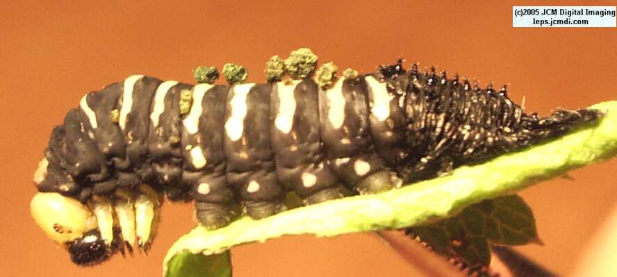 Papilio indra fordi (Ford's Indra Swallowtail Butterfly) images and rearing documentary