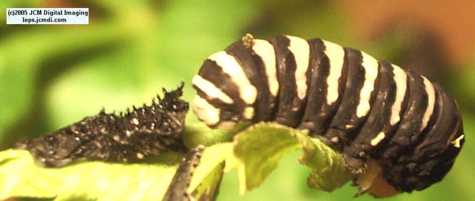 Papilio indra fordi (Ford's Indra Swallowtail Butterfly) images and rearing documentary