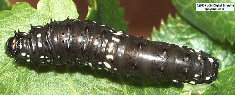 Papilio indra fordi (Ford's Indra Swallowtail Butterfly) images and rearing documentary