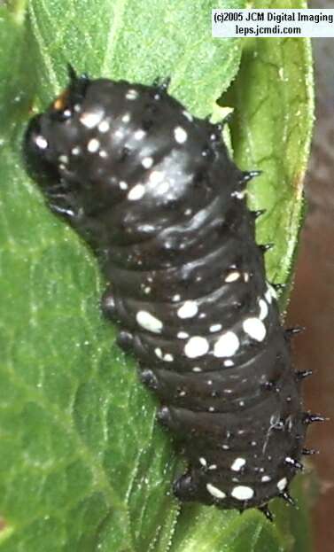 Papilio indra fordi (Ford's Indra Swallowtail Butterfly) images and rearing documentary