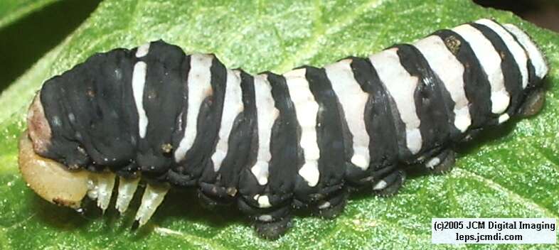 Papilio indra fordi (Ford's Indra Swallowtail Butterfly) images and rearing documentary