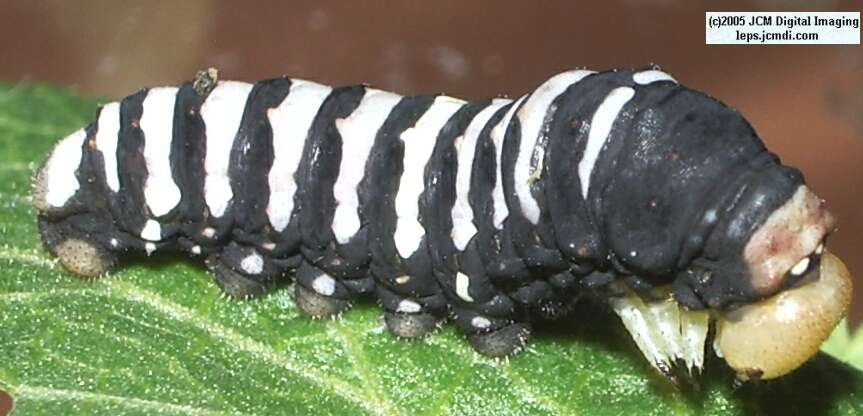 Papilio indra fordi (Ford's Indra Swallowtail Butterfly) images and rearing documentary