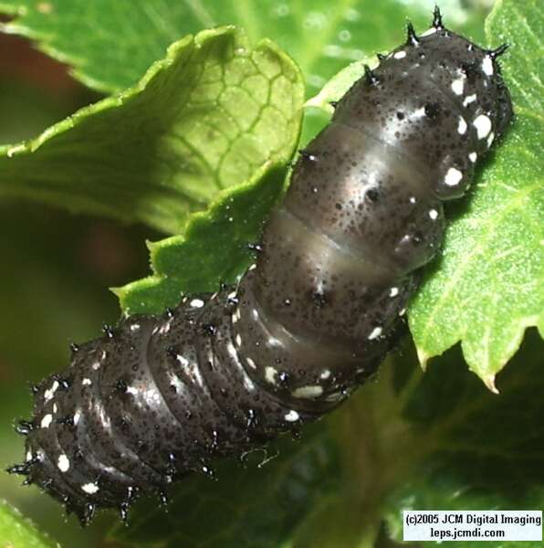Papilio indra fordi (Ford's Indra Swallowtail Butterfly) images and rearing documentary