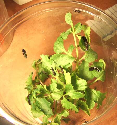 Papilio indra fordi (Ford's Indra Swallowtail Butterfly) images and rearing documentary