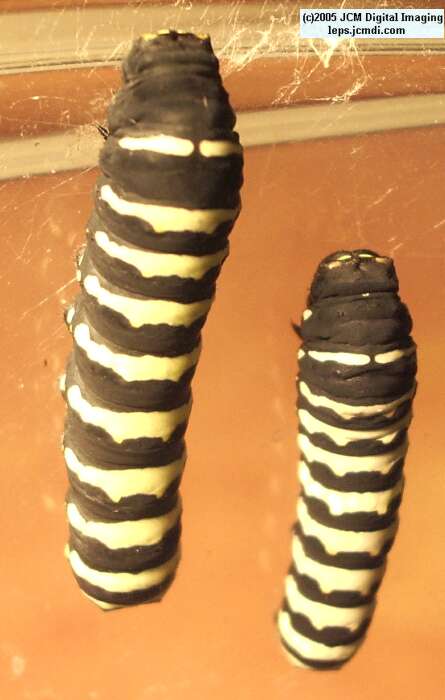 Papilio indra fordi (Ford's Indra Swallowtail Butterfly) images and rearing documentary