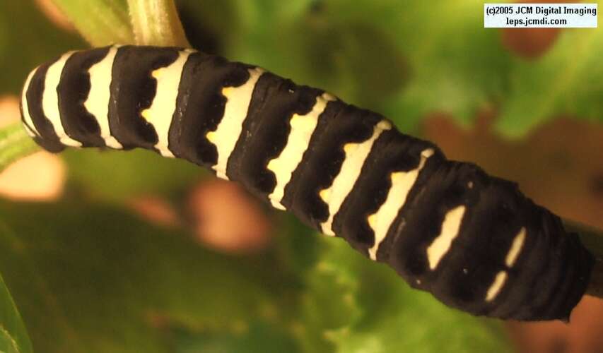 Papilio indra fordi (Ford's Indra Swallowtail Butterfly) images and rearing documentary