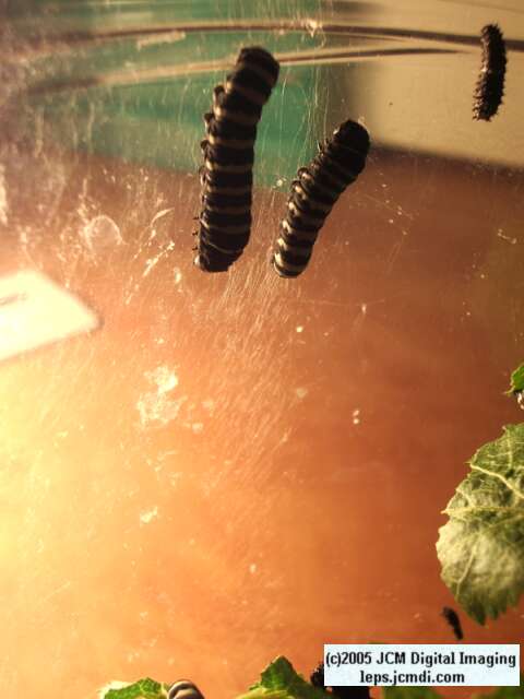 Papilio indra fordi (Ford's Indra Swallowtail Butterfly) images and rearing documentary