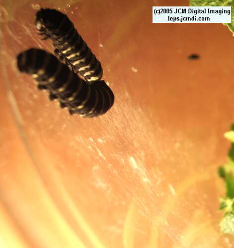 Papilio indra fordi (Ford's Indra Swallowtail Butterfly) images and rearing documentary