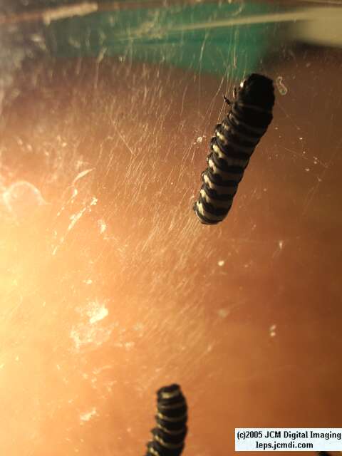 Papilio indra fordi (Ford's Indra Swallowtail Butterfly) images and rearing documentary