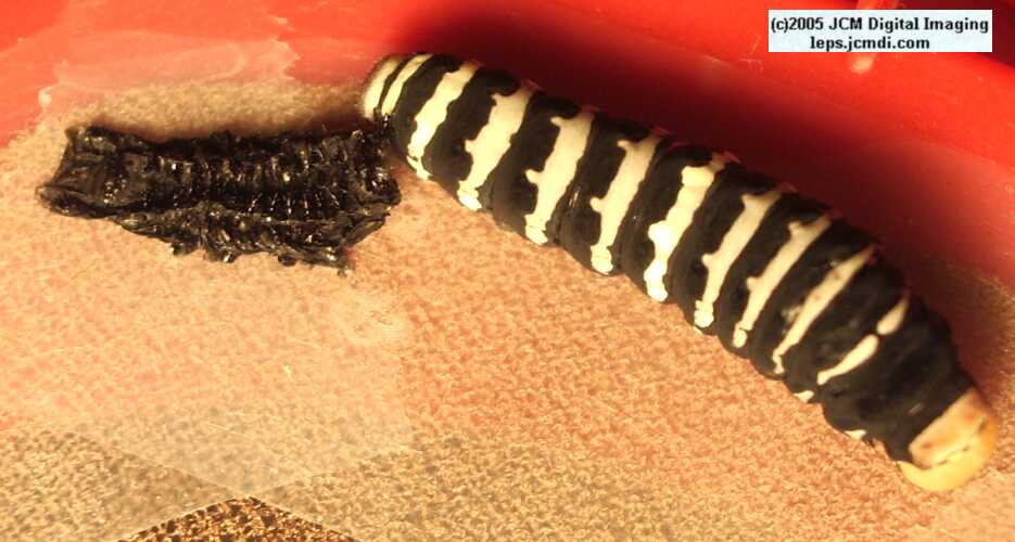 Papilio indra fordi (Ford's Indra Swallowtail Butterfly) images and rearing documentary