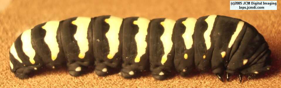 Papilio indra fordi (Ford's Indra Swallowtail Butterfly) images and rearing documentary