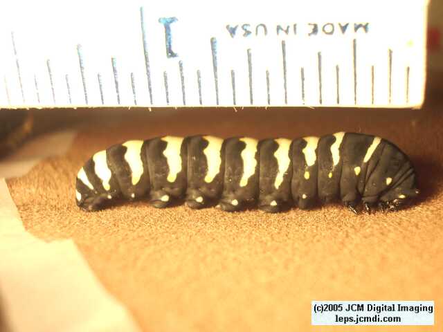 Papilio indra fordi (Ford's Indra Swallowtail Butterfly) images and rearing documentary