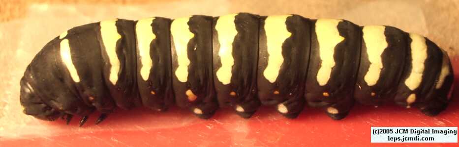 Papilio indra fordi (Ford's Indra Swallowtail Butterfly) images and rearing documentary