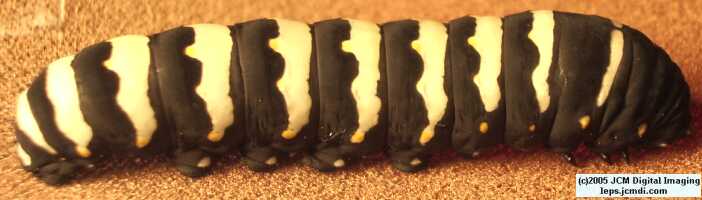 Papilio indra fordi (Ford's Indra Swallowtail Butterfly) images and rearing documentary