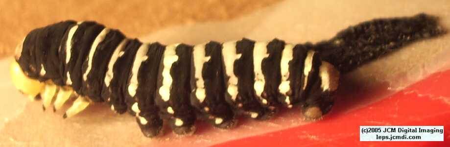 Papilio indra fordi (Ford's Indra Swallowtail Butterfly) images and rearing documentary