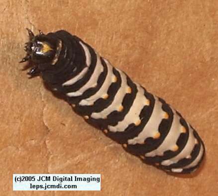 Papilio indra fordi (Ford's Indra Swallowtail Butterfly) images and rearing documentary