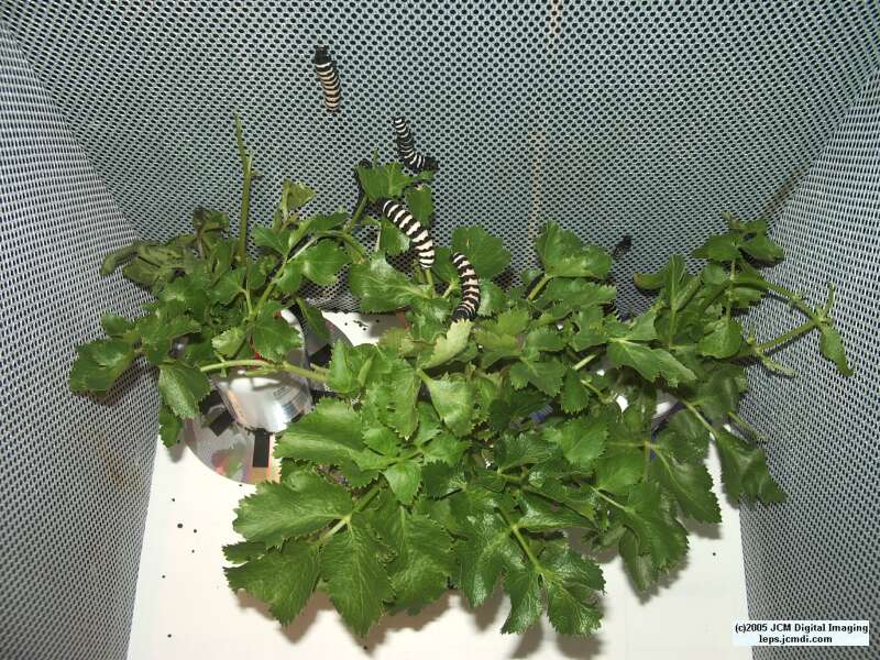 Papilio indra fordi (Ford's Indra Swallowtail Butterfly) images and rearing documentary