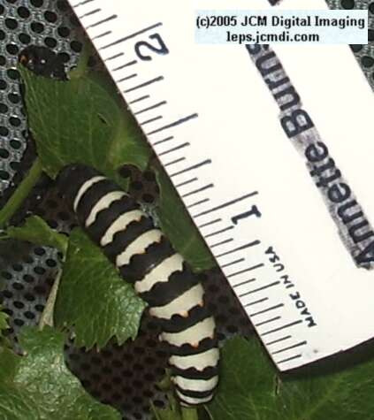 Papilio indra fordi (Ford's Indra Swallowtail Butterfly) images and rearing documentary