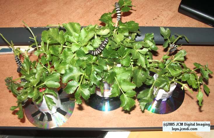 Papilio indra fordi (Ford's Indra Swallowtail Butterfly) images and rearing documentary