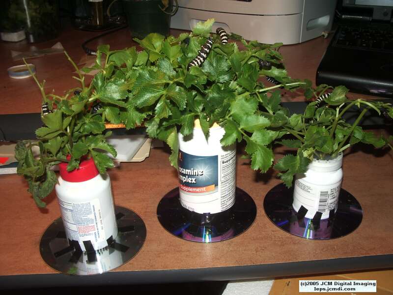 Papilio indra fordi (Ford's Indra Swallowtail Butterfly) images and rearing documentary