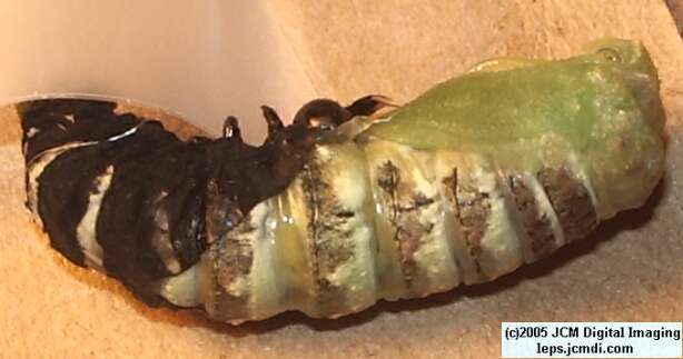 Papilio indra fordi (Ford's Indra Swallowtail Butterfly) images and rearing documentary