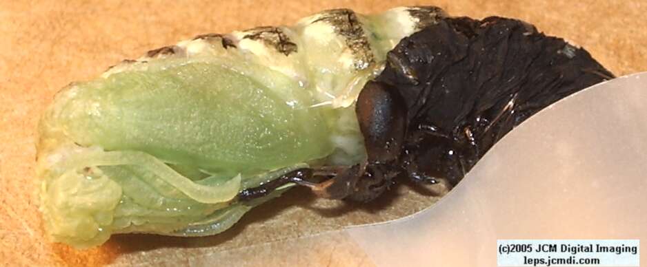 Papilio indra fordi (Ford's Indra Swallowtail Butterfly) images and rearing documentary