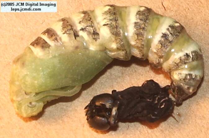 Papilio indra fordi (Ford's Indra Swallowtail Butterfly) images and rearing documentary