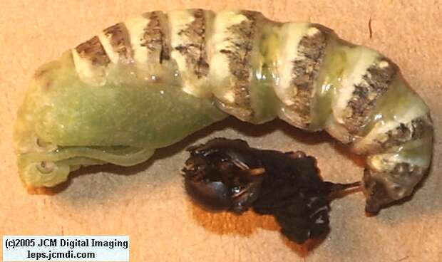 Papilio indra fordi (Ford's Indra Swallowtail Butterfly) images and rearing documentary