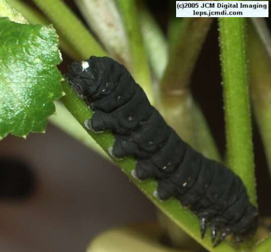 Papilio indra fordi (Ford's Indra Swallowtail Butterfly) images and rearing documentary
